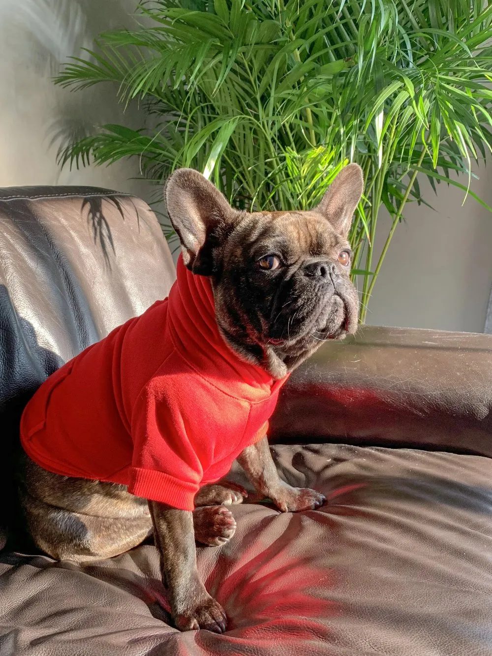 The Basic Hoodie - Scarlet Red
